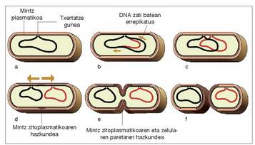 1. Irudia: Zelula prokariotoen zatiketa, zeharreko fisio bidezkoa.<br><br>